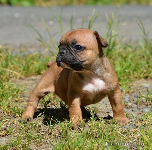 Bouledogue français. Disponible de suite