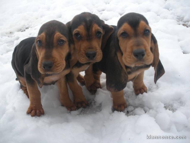 CHIOTS BRUNO ST HUBERT FRANÇAIS