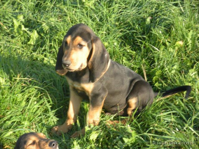 CHIOTS BRUNO ST HUBERT FRANÇAIS