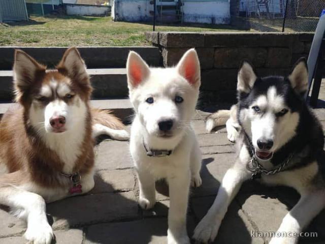 Adorables chiots husky sibérien disponibles .