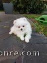 chiots spitz a reserve