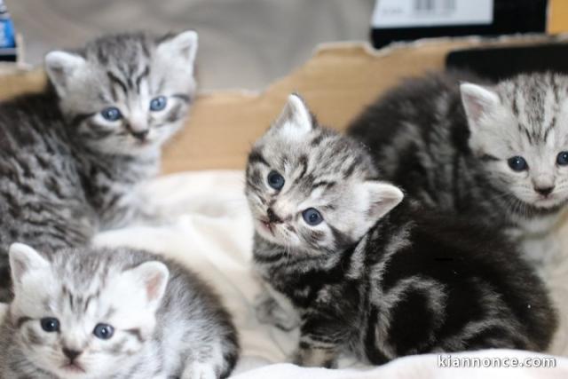 Dons Chatons british shorthair non loof