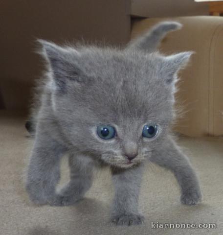 Chatons Type chartreux non 