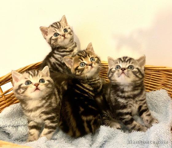 Adorable chatons British Shorthair LOOF