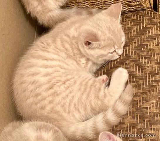 Adorable chatons British Shorthair LOOF