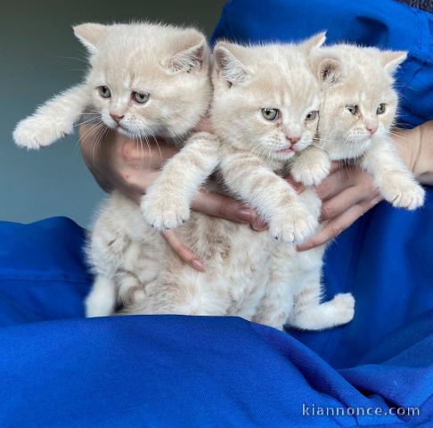 Adorable chatons British Shorthair LOOF