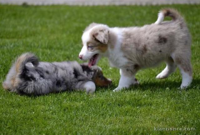 Adorables chiots yorshire disponible .