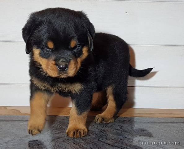 A donner chiot rottweiler pure race