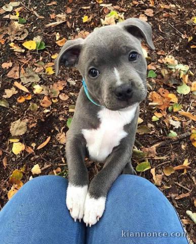 Magnifique chiot Bull terrier disponible.