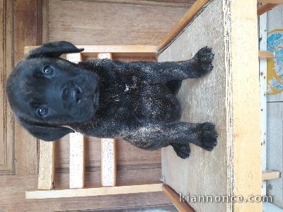 A donner Chiots cane corso