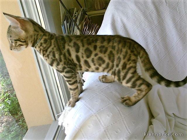 Magnifique chatons bengal  a donner