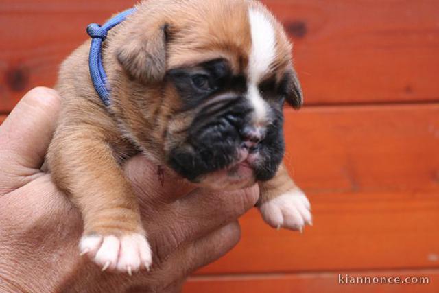 CHIOTS BOXER FAUVE MASQUE NOIR ? R?SERVER