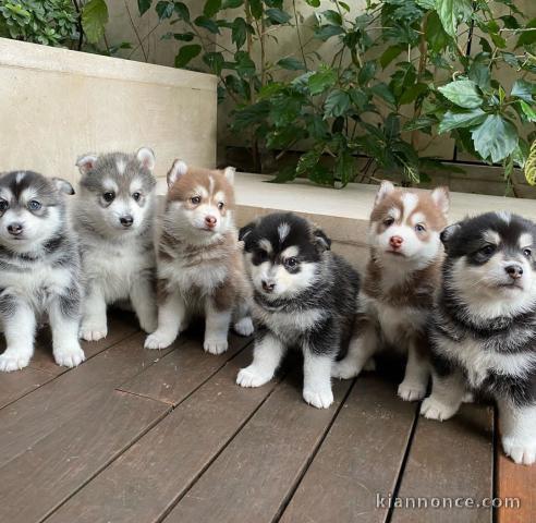 Adorables chiots husky sibérien disponibles .