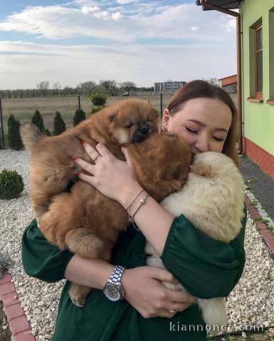 Magnifiques chiots chow chow disponibles.