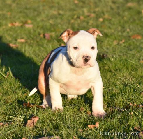 Adorable chiot American Staffordshire Terrier a donner 