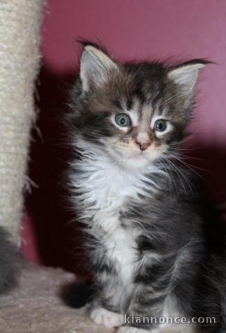 chaton maine coon non loof