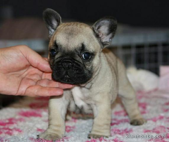 Adorable bouledogue français