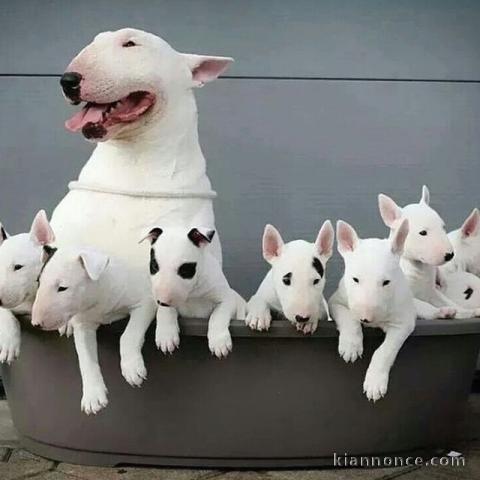 Magnifique chiots Bull Terrier