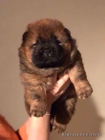 Magnifique Chiots chowchow a donner