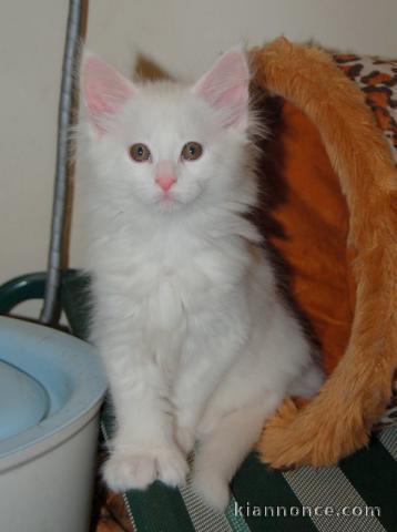 A donner Magnifiques chatons main coon