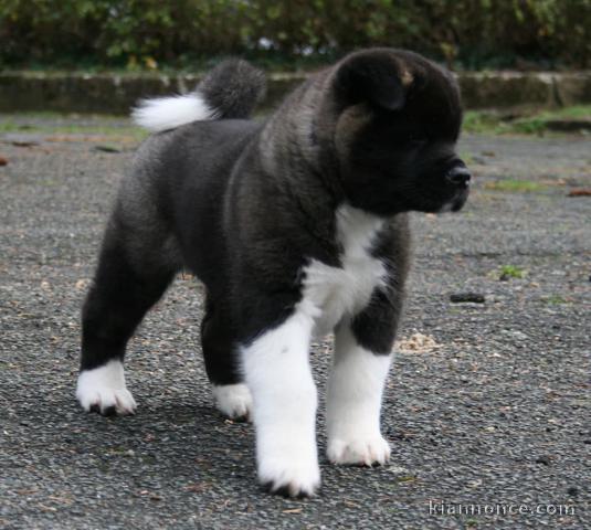 Chiots akita américain 