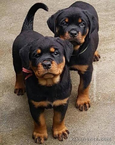 Magnifiques chiots rottweiler disponible de suite...  stérilises,