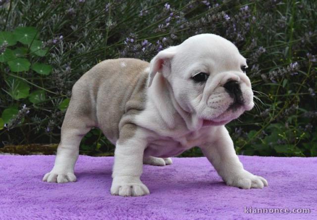 Pour Noel adorable chiot Bulldog Anglais à donner 