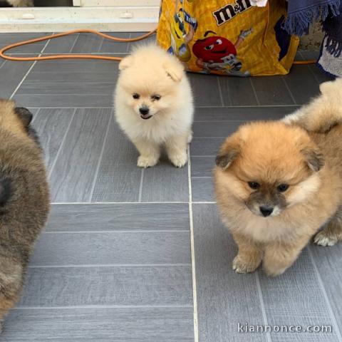 Deux chiots Spitz nain mâle et femelle a donner