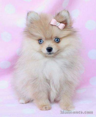 Magnifiques chiots SPITZ NAIN TYPES 