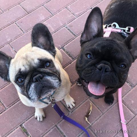 Chiots male et femelle Bouledogue francais a donner