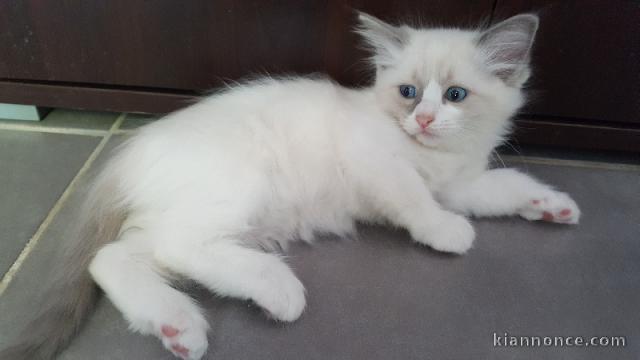 Chaton Ragdoll a donner