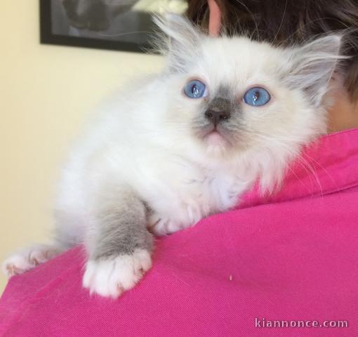 Chaton Ragdoll a donner