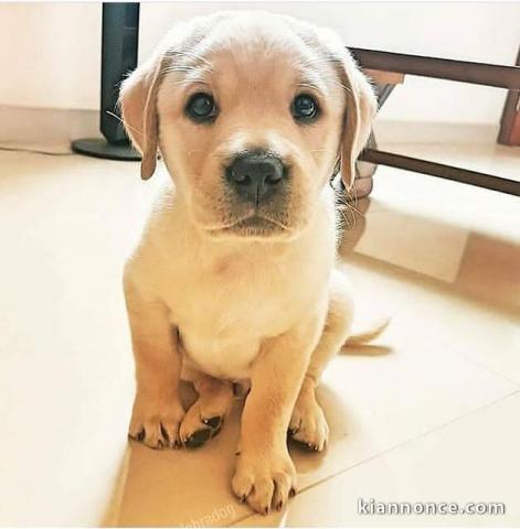 MAGNIFIQUES CHIOTS LABRADOR RETRIEVER