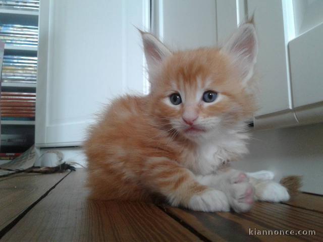 Magnifique chaton main coon à donner