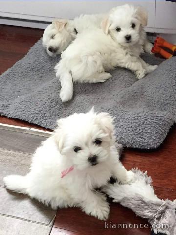 magnifique bichon maltese disponible. 