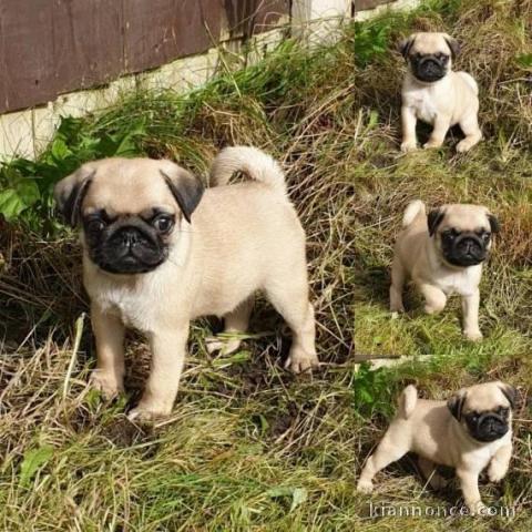 Chiots Carlin LOF disponible