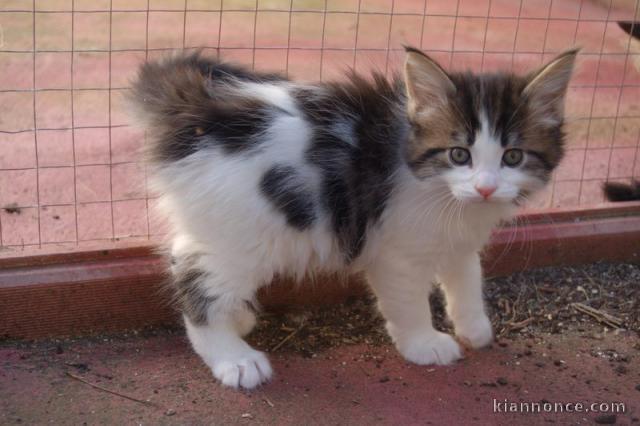 Magnifique chaton main coon à donner