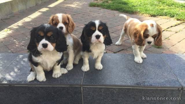 Adorables Chiots Cavalier King Charles Pure Race inscrits au lof