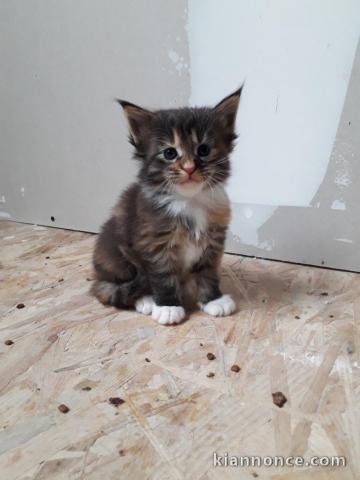 chaton maine coon non loof