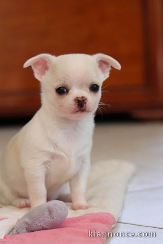 chiot chihuahua très jolie a donner cadeau noèl 