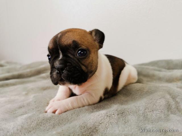 Chiot bouledogue français a donner