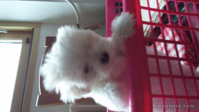 Chiot bichon maltais non lof a ceder