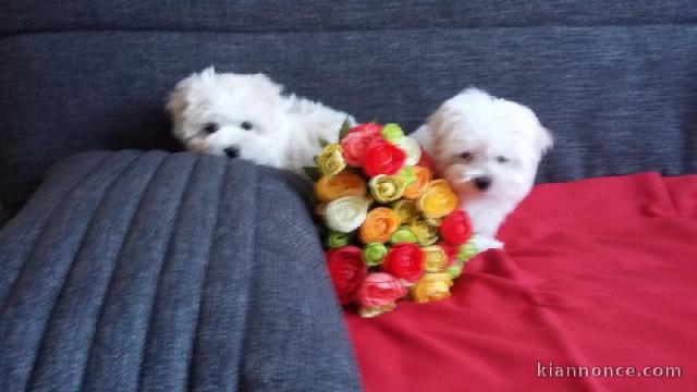 Chiot bichon maltais non lof a ceder