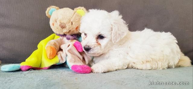 chiot bichon frisé a donner