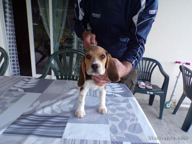 beagle non lof femelle a donner