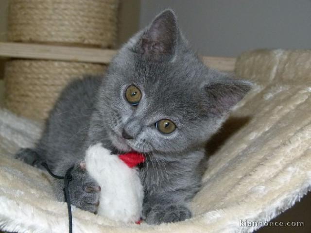 Chatons Chartreux Disponibles