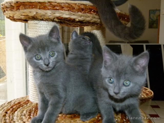 Chatons Chartreux Disponibles POUR NOEL