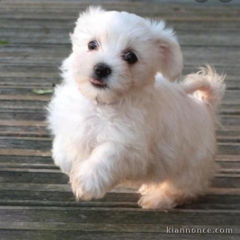 chiot bichon maltais   