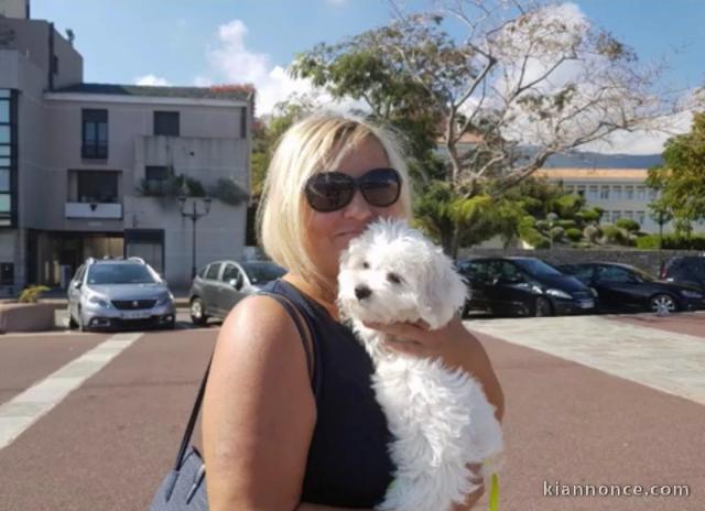 chiot bichon maltais.   