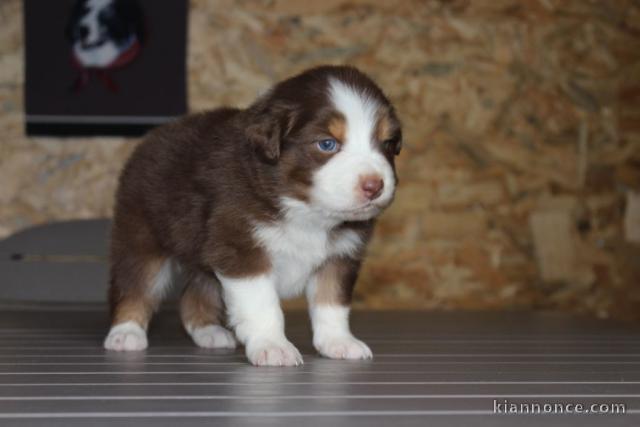 chiot berger australien non lof a donner